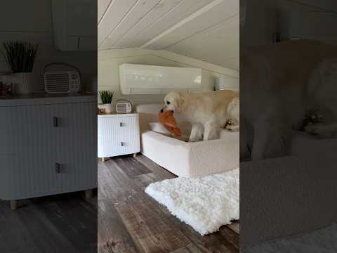 This just felt more fitting 🤷‍♀️ #goldenretriever #roommakeover #tinyhouse #housetour #pets