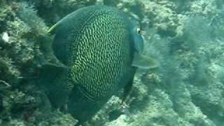 Mergulho Ilhas Rasas Guarapari - ES