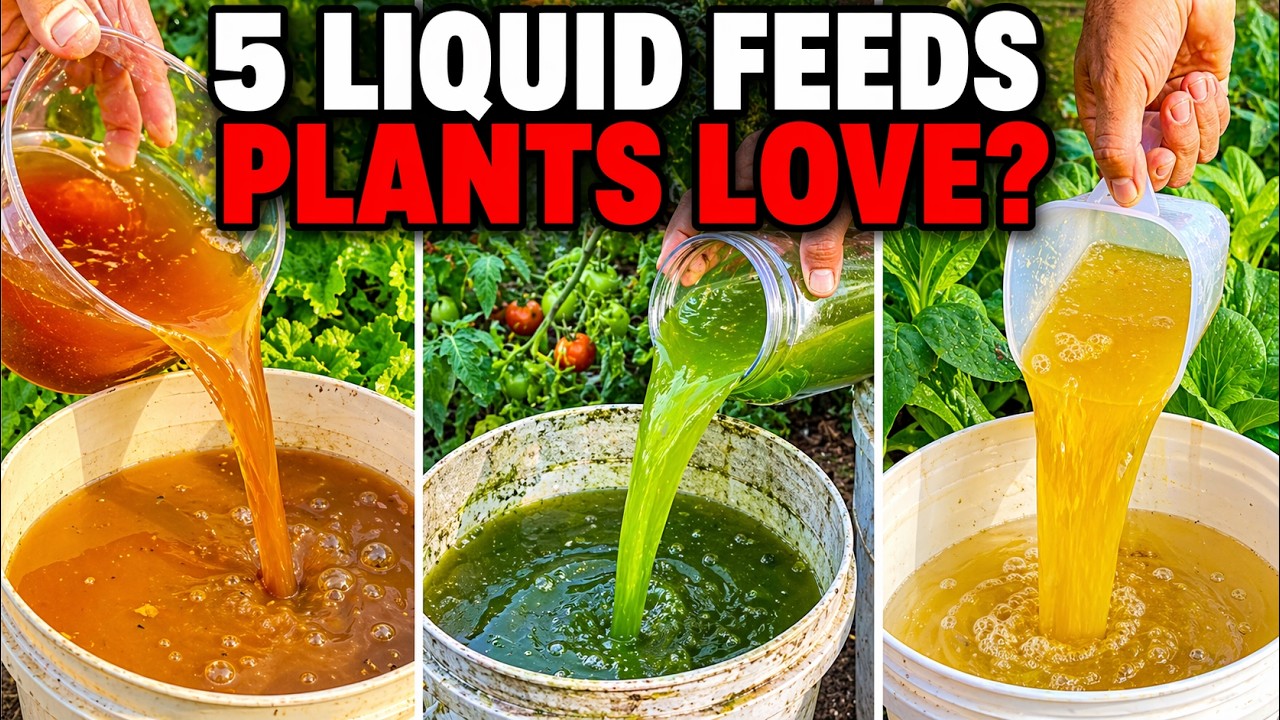 Even Dead Plants Come Back to Life! 5 Natural Fertilizers That Work Instantly