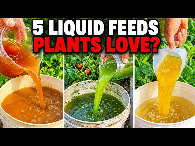 Even Dead Plants Come Back to Life! 5 Natural Fertilizers That Work Instantly SDDEFAULT Thumbnail