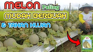 Download lagu Grebeg Lahan P. Satir. Ini Dia Melon  Tahan Hujan & Berbuah Banyak. 3-5 Buah/Batang..! mp3