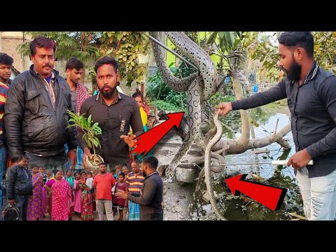 জোড়া চন্দ্রবোরা সাপ একই জায়গায় 🔸ভয়ানক রেসকিউ ❗| Samiran Barik Rescuer |