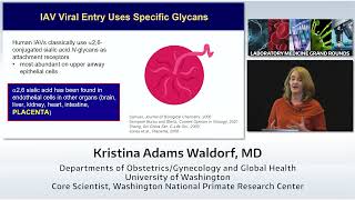 Archive: Investigating the Disease Pathogenesis of Respiratory Viruses
