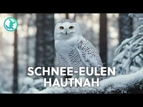 Die genialsten Jäger der Arktis: Schnee-Eulen