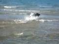 Chewy And Grover In The Water 2