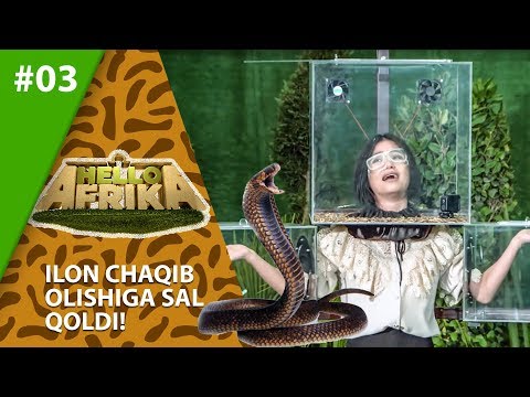 Hello Afrika 3-son Ilon chaqib olishiga sal qoldi! (01.03.2020)