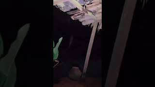Download lagu Pocong Caugh on camera😨 #birdtrend #babifreitas #scary #creepy #fypシ゚viral #fypシ #foryou #pocong mp3
