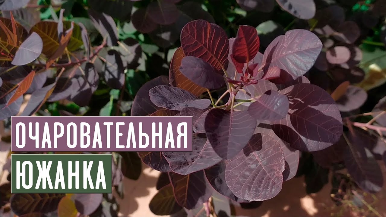 Скумпия в средней полосе переживет ли зиму?