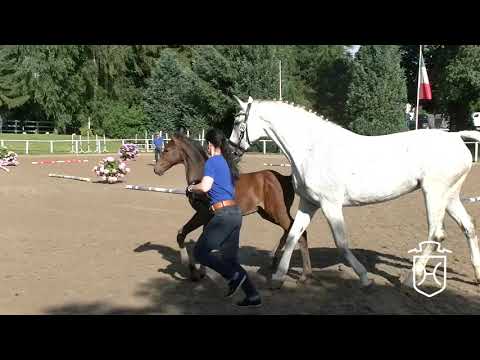 SE046 Hengstfohlen von Adagio de Talma - Calido I - Carolus I