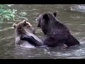 Two Bear Pals: Playing and Fighting in Water, Sweet ...