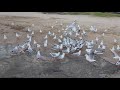 ️SEAGULL FRENZY REALLY FUNNY Part 1 Of 2 ️