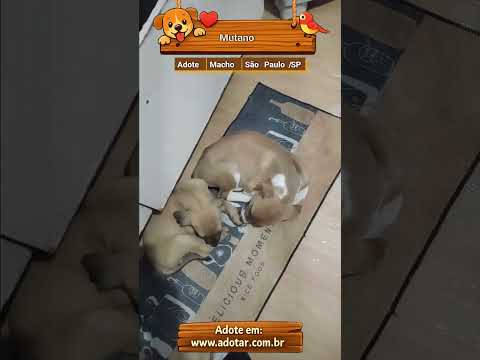 Vídeo de Mutano