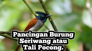 Download lagu Burung Sriwang atau tali pocong !! Pancingan untuk Burung cucak ijo #BurungSriwang #Burungtalipocong mp3 Download lagu Burung Sriwang atau tali pocong !! Pancingan untuk Burung cucak ijo #BurungSriwang #Burungtalipocong mp3