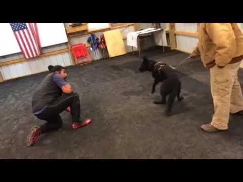 Avi Barking 12.12.2017