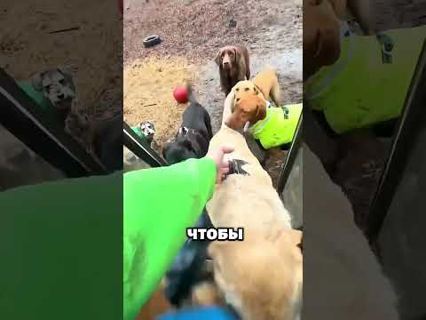 Она Не Оставила Испуганную Собаку 🐶