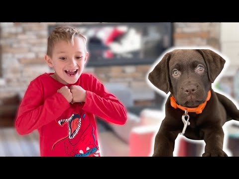 ADIML 82: We Surprised Him With A Puppy!