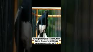 Download lagu Burung kacer juara nasional, tolak barter dengan motor || Suara tembakan nya pedas. mp3