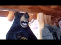 Inside the Log Barn (Uncle Henry & Log Barn Bear)