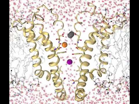 Permeation of K+ ions through the TRPM7-N1098Qopen channel under the applied voltage of 600 mV
