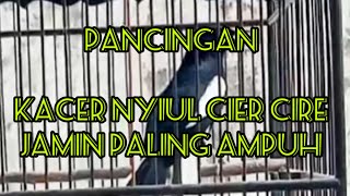 Download lagu pancingan kacer nyiul cier cire paling ampuh mp3