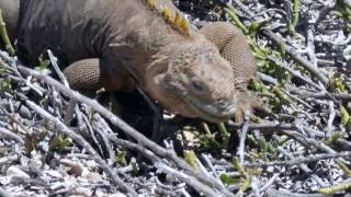 Les Iguanes des Galapagos