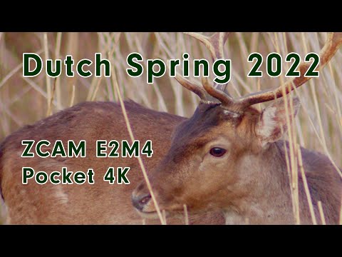 A Dutch Spring - Wildlife ZCAM E2M4 and BM Pocket 4K + 300 mm Nikkor