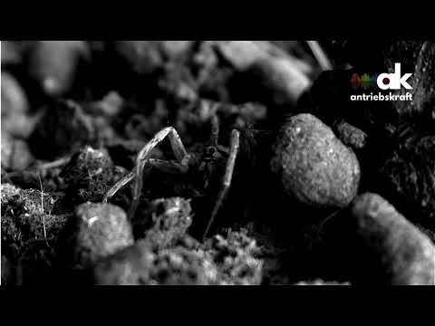 Düsterantrieb - Rückgrat