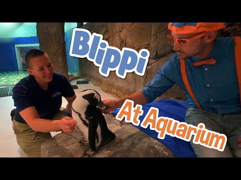 Blippi visits an aquarium - explore with blippi! - educational videos for toddlers