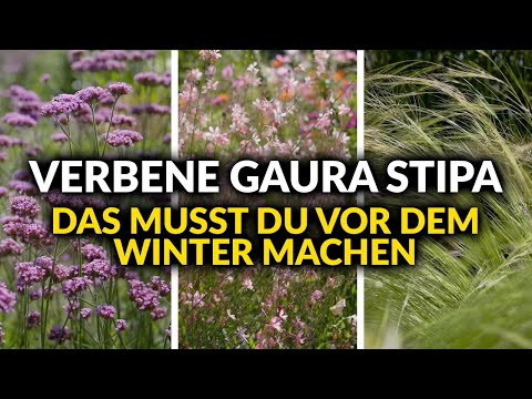 So schützt du Verbene, Gaura & Federgras richtig vor dem Winter – 3 Hingucker retten!