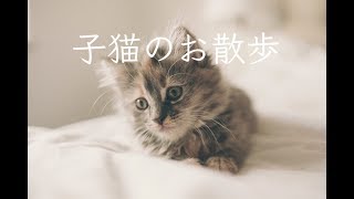 キヨ Bgm 子猫のお散歩 甘茶の音楽工房 أغاني Mp3 مجانا