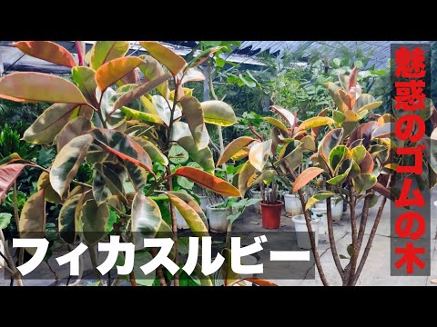 ミザリー、リオ カゲロウ、Tradescantia fluminensis 'Tricolor'