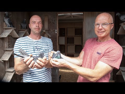 National winners ZLU 2019 - Agen (yl): Holleman Brothers, Tienhoven (Eng sub)