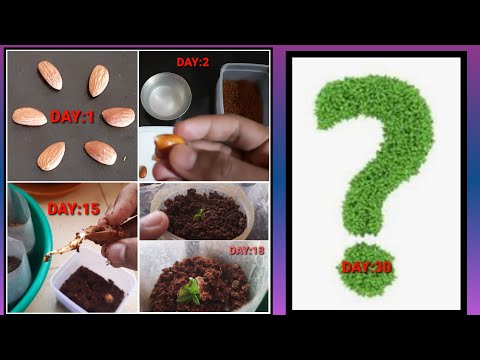 How to grow almond tree at home 🏡  with in 30 days  language in tamil...