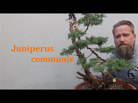 Teil 1-  Erstgestaltung eines Wacholders