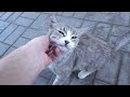 Cute Cat Beautiful Meows