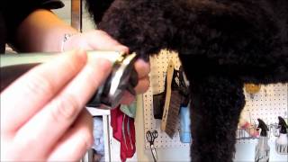Pawsh Boutique: Poodle Feet