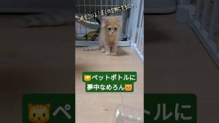 😸空のペットボトルに夢中なめろん🐈＃ミヌエット＃子猫