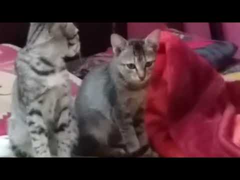 vladimyr Bid*en's disciples @dolanaretumidolanandyou5519@cats@cats love @prince and princess