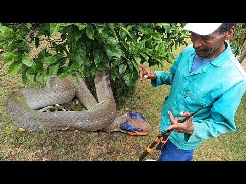 Snake Spotted In The Garden!