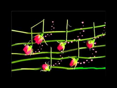 Nikica Kalođera - Reci ljubavi /instrumental/