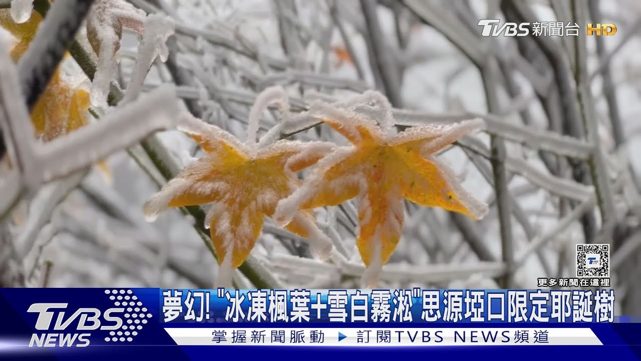 夢幻!「冰凍楓葉+雪白霧淞」思源埡口限定耶誕樹
