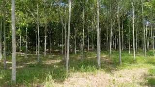 3,852 sqm Flat Land Plot Close to Ao Por Grand Marina and Main Road in Paklok