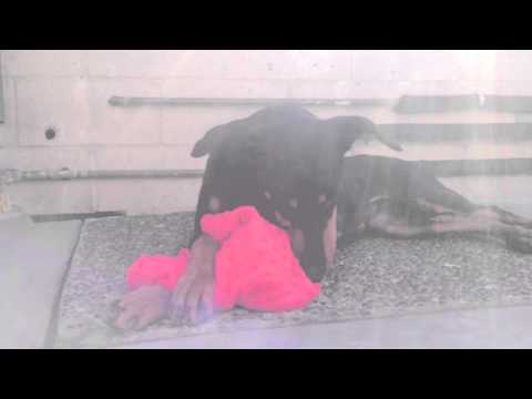 Madeline-Placed, an adopted Doberman Pinscher in Canoga Park, CA_image-1