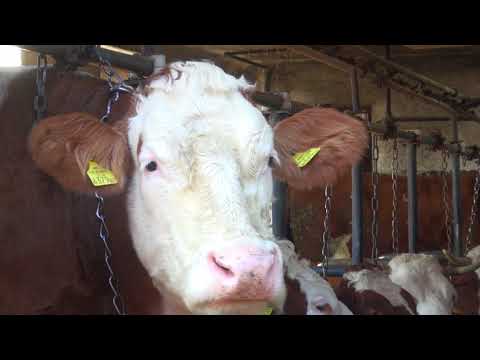 Kako nastaju sirevi OPG-a Ribičić - Zlatno klasje #241