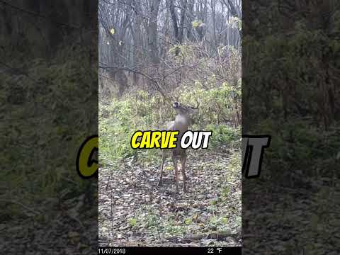 Understanding Deer Sign: Scrapes!