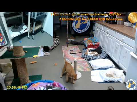 FFRC - Bonnie & Coralie Round two - 2018.03.27