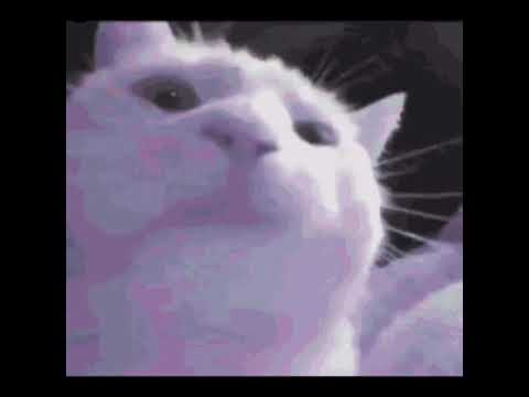 FVN! - LVL 1 Loop [cat kitty cat cat kitty cat cat]