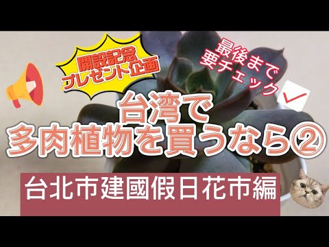 vol.16 🌵 Locais de caça suculentos recomendados em Taiwan ~ Cidade de Taipei Edição da cidade de Jianguo Kajihua ~