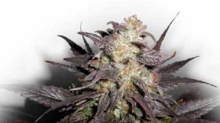 Andre Nickatina & The Jacka - Bonus