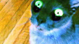 Radioactive Sensory Cat